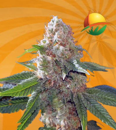 Hawaiian Gold Seeds for sale