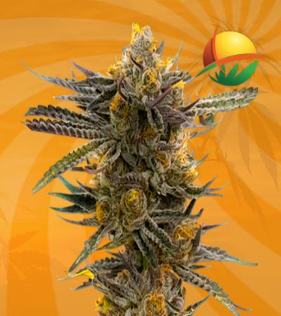 Haze XL Seeds for sale