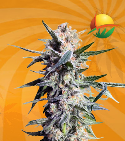 Hippie Crippler Seeds for sale