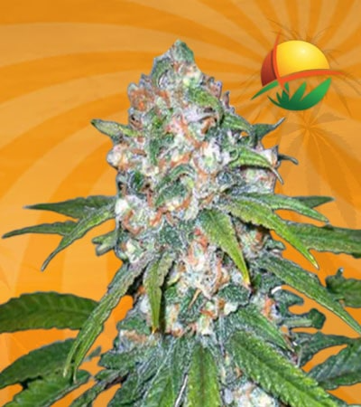 Lemon Haze Diesel Seeds for sale