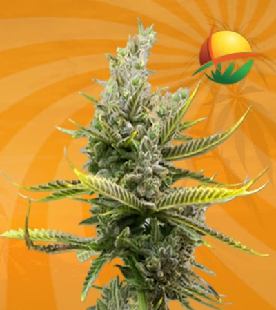 Magnum Seeds for sale