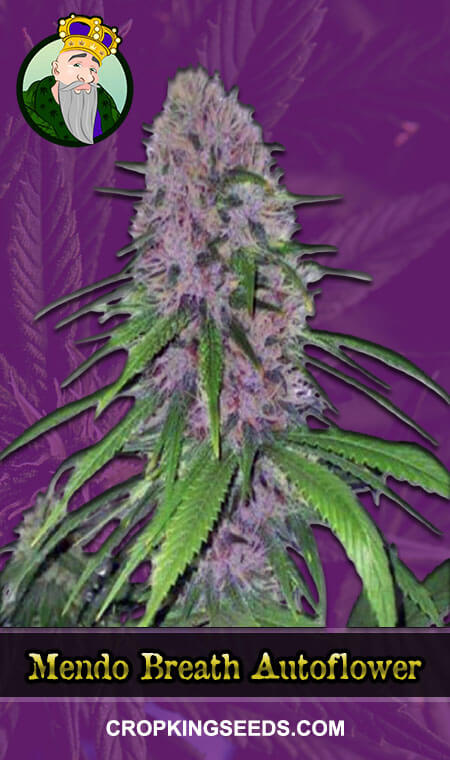 Mendo Breath Seeds for sale