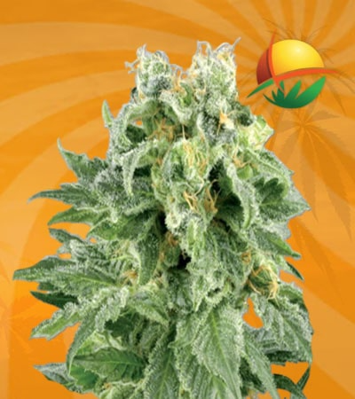 OG Kush Seeds for sale