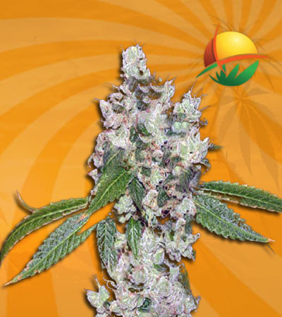 Sour Flower Seeds for sale
