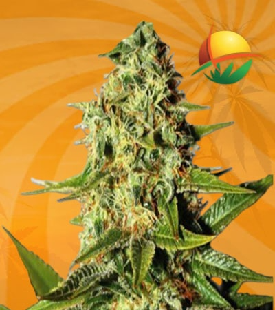 Tahoe Kush Seeds for sale