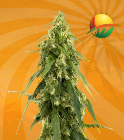 Tangerine Seeds for sale