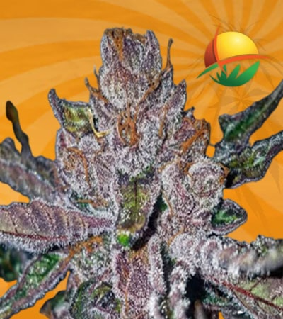 Tropicana Cookies Purple Seeds for sale