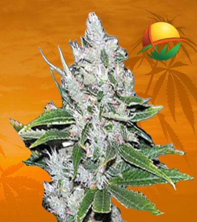 White Amnesia Seeds for sale