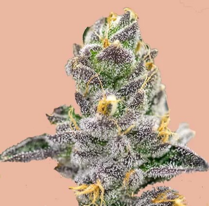 White Tahoe Cookies Seeds for sale