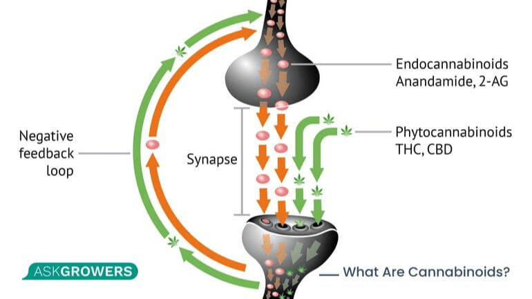 What Are Cannabinoids