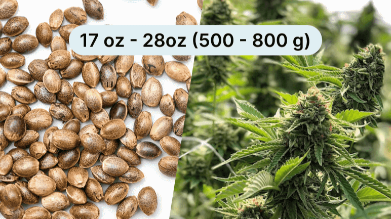 High Yield Seeds - AskGrowers