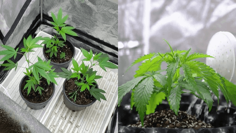 indoor weed seeds on AskGrowers