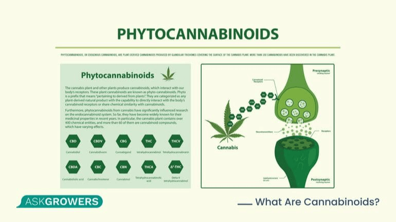 effects of cannabinoids