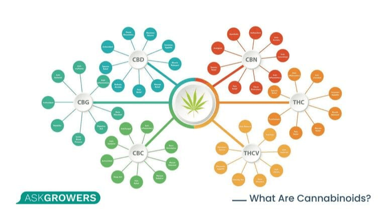 types of cannabinoids