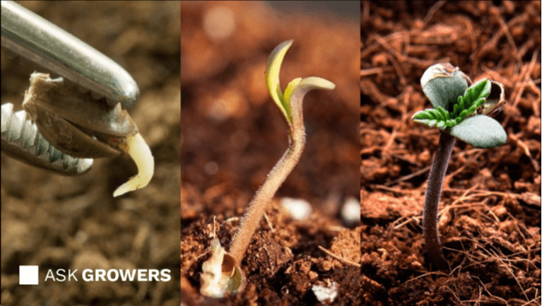germinate seeds