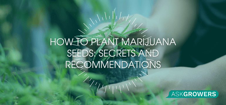 How to Plant Marijuana Seeds: Secrets and Recommendations