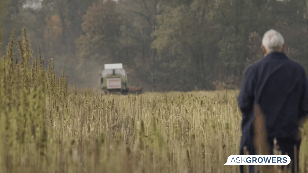 cannabis in ukraine image_13