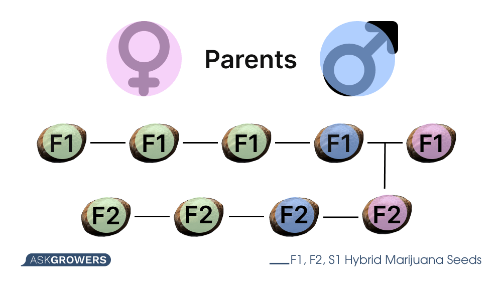 hybrid cannabis seeds F1, F2, S1