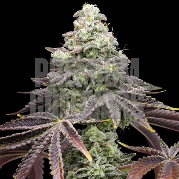 Khalifa Kush Seeds for sale