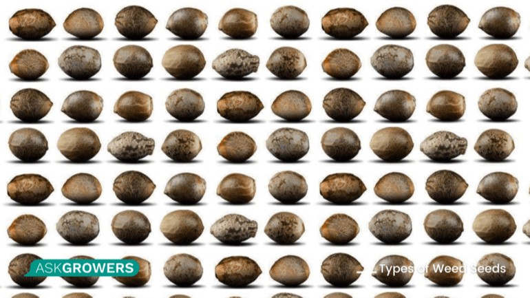 Different Types of Weed Seeds: Guide to Pick the Best Ones | AskGrowers