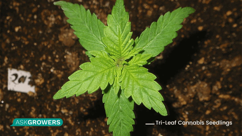 Weed Plant Mutations: A Full Guide to the Most Common Ones | AskGrowers