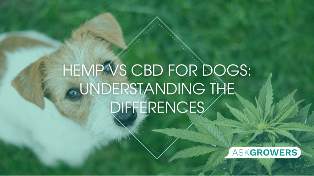Hemp or CBD for Dogs: Choosing the Right Option for Canine Health
