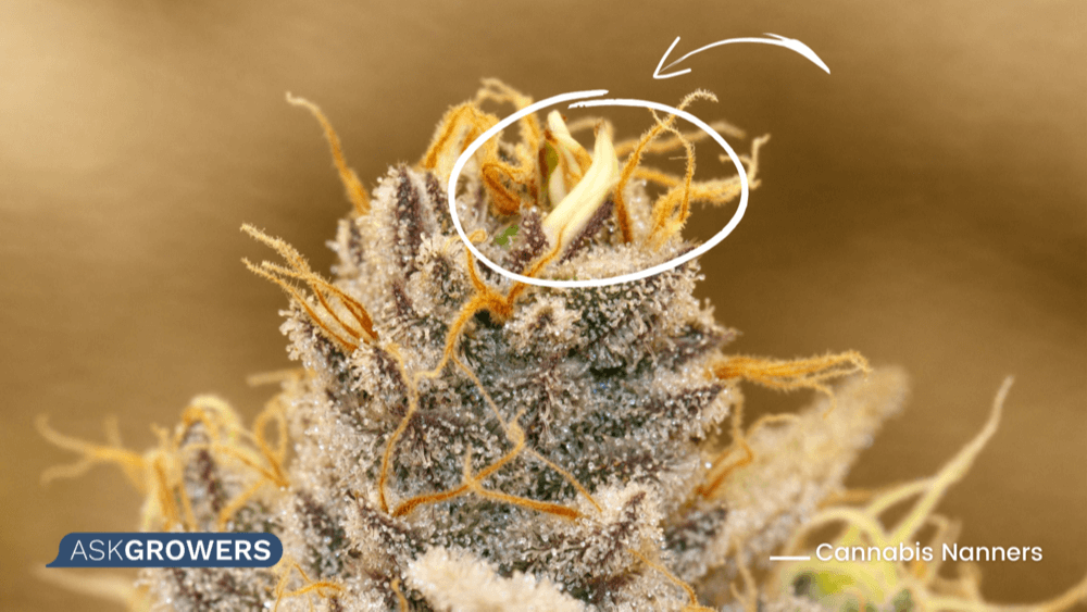 A Comprehensive Guide to Nanners Weed, Their Causes, and Solutions ...