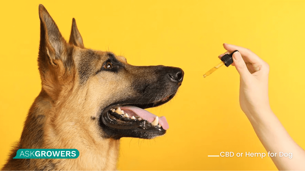 full spectrum CBD for dogs