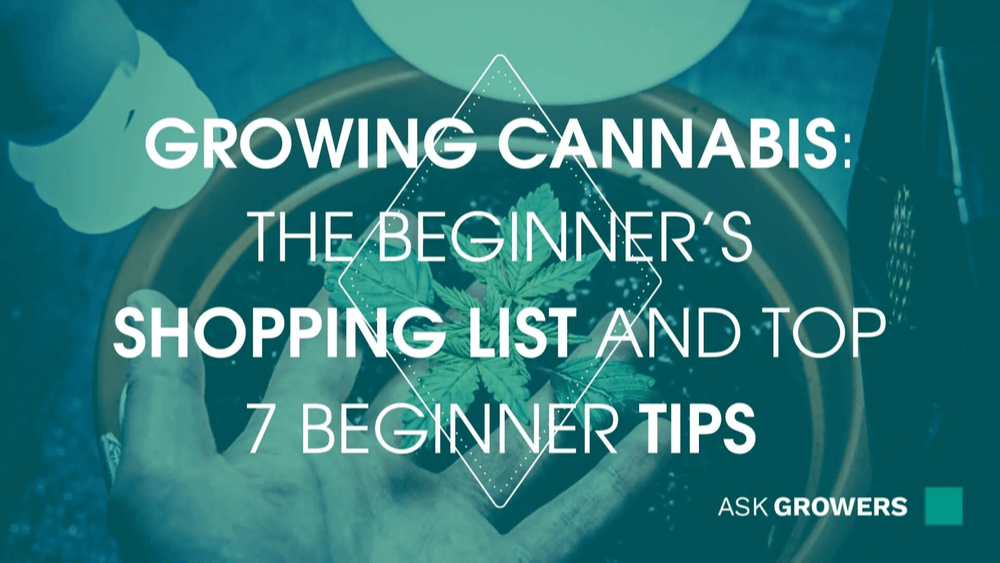 Growing Cannabis For Beginners: Shopping List And Top 7 Tips