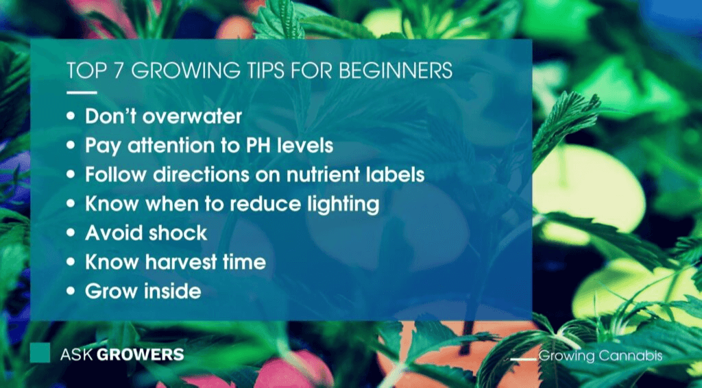 Top 7 Growing Tips for Beginners