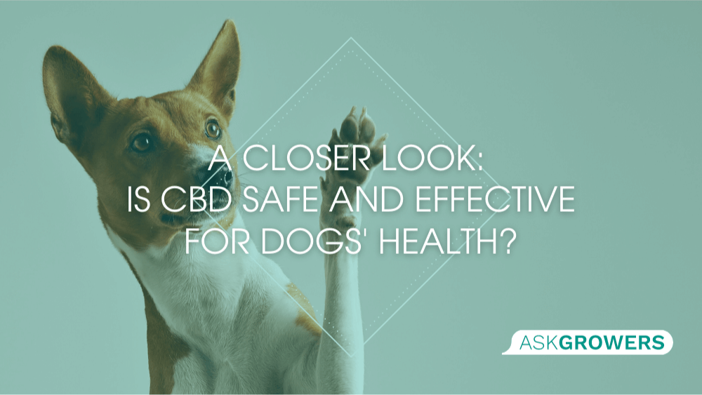 A Closer Look: Is CBD Safe and Effective for Dogs' Health?