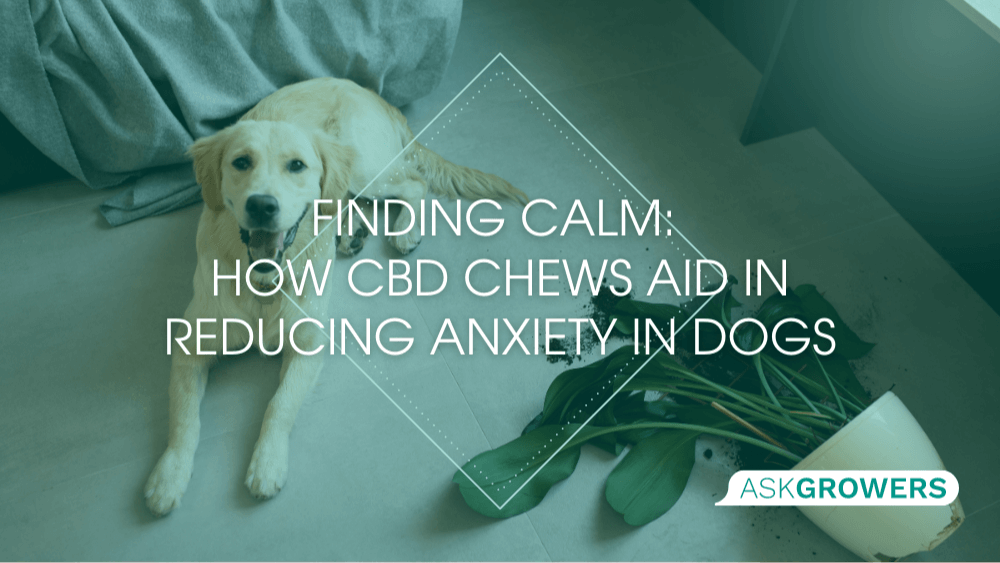 Finding Calm: How CBD Chews Aid in Reducing Anxiety in Dogs