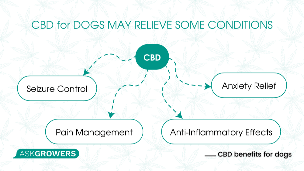 cbd benefits for dogs