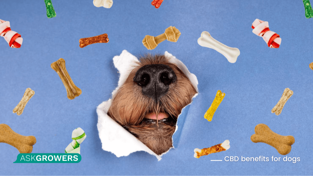 pet cbd for dogs