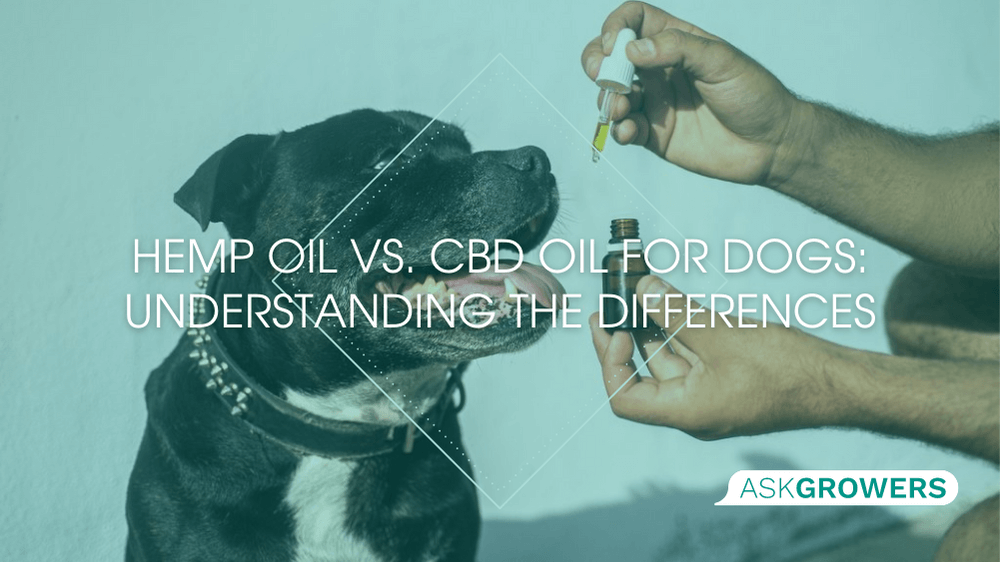 Is Hemp Oil the Same as CBD Oil for Dogs? Main Differences | AskGrowers