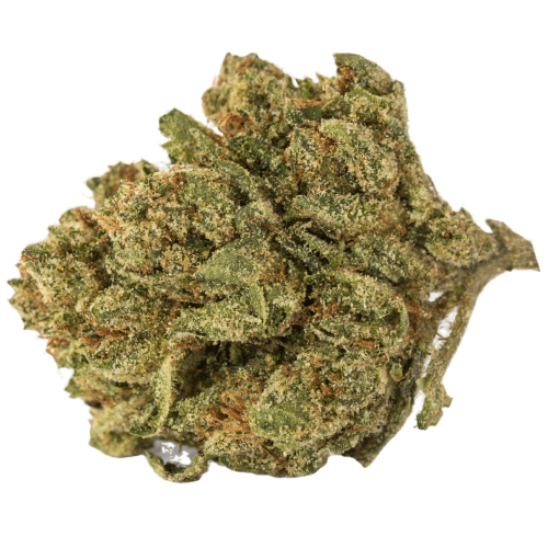 CBD Harlequin Kimbo Kush Seeds logo