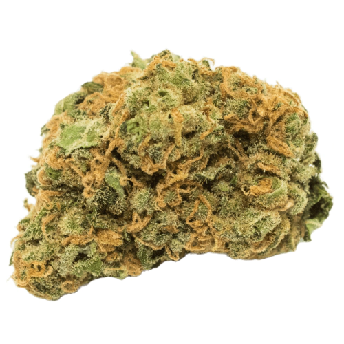 Critical Orange Punch Seeds for sale