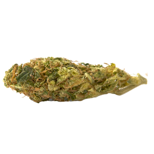 Nicole Kush Seeds for sale