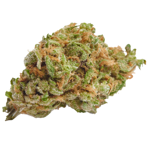 BC God Bud Seeds for sale