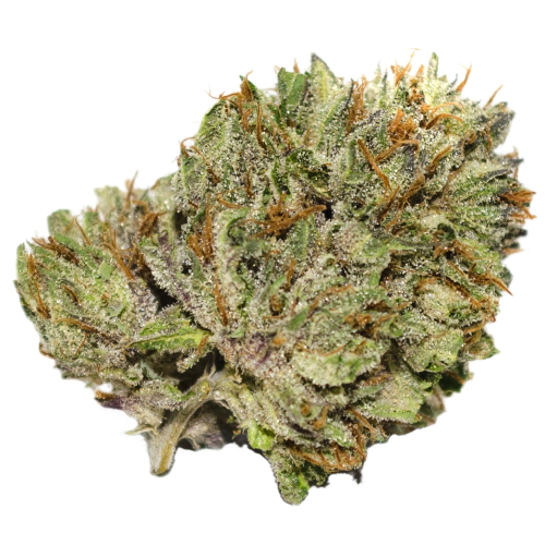 BC Hash Plant Seeds for sale