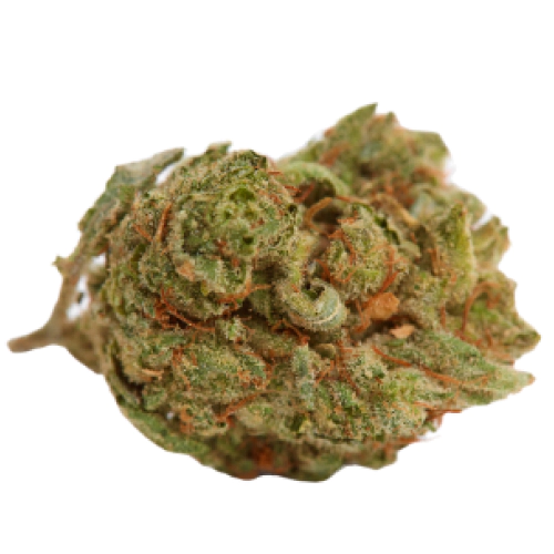 Grease Monkey Seeds for sale