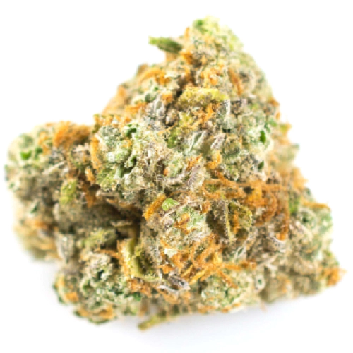 Critical Fast Bud Seeds for sale
