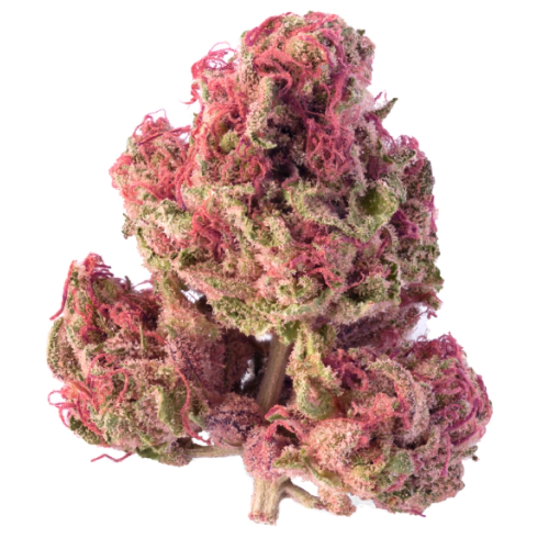 Purple Wreck Seeds for sale