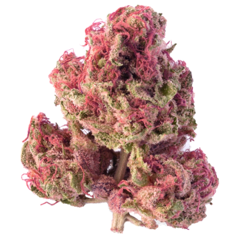 Pink Runtz strain photo 1