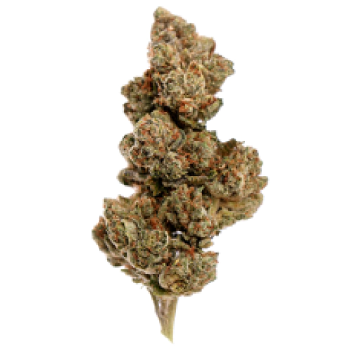 Pure Kush Seeds logo