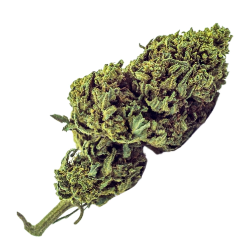 Blueberry OG Seeds logo