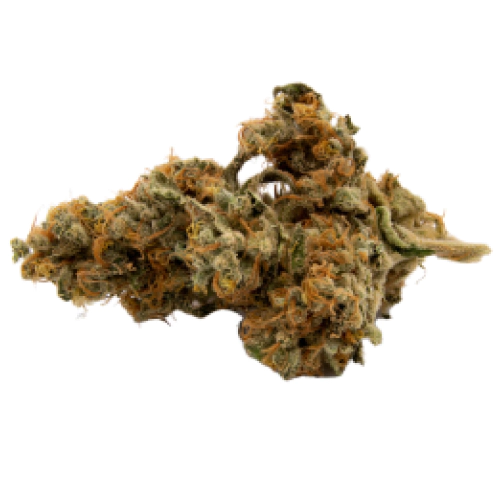 Critical Jack Herer Seeds logo