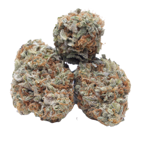 Critical Widow Seeds for sale