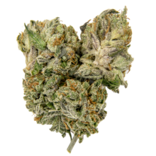 Valentine X strain photo 1