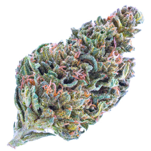 Purple Panty Dropper Weed Strain Information